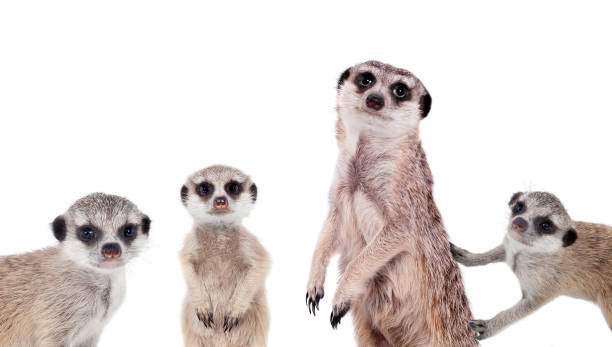 istock The meerkats on white 999503618