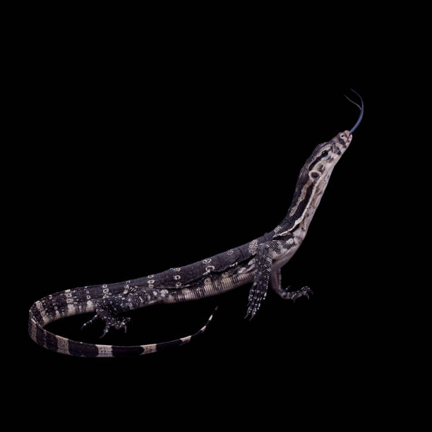 istock Timor Monitor Lizard, Varanus timorensis, on black 999507150