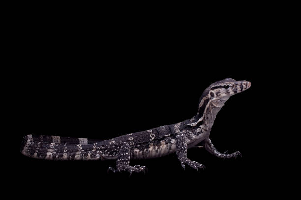 istock Timor Monitor Lizard, Varanus timorensis, on black 999507302