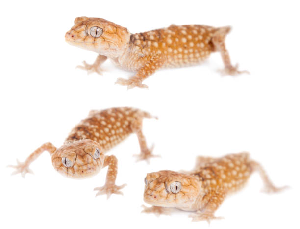 istock Rough Knob-tailed Gecko  isolated on whit 999511138