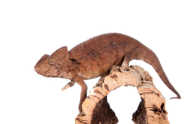 el camaleón gigante oustalets o malgache en blanco - oustalets chameleon fotografías e imágenes de stock