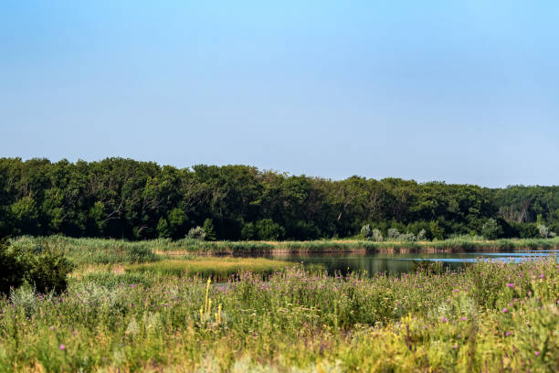 istock Beautiful summer landscape with river and trees 999527368