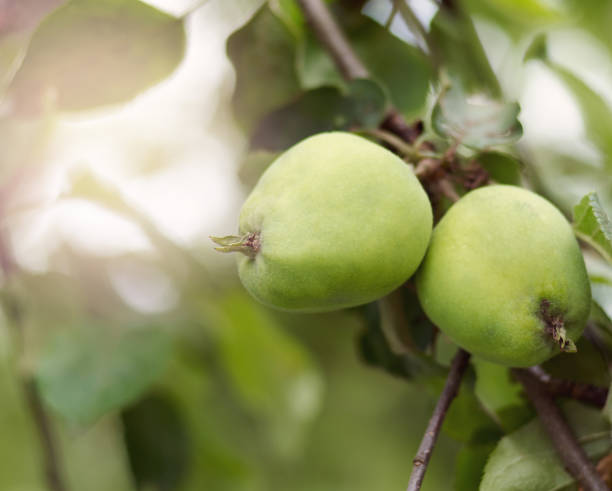 istock Apple growing on tree in garden.Apples on a branch 999530372