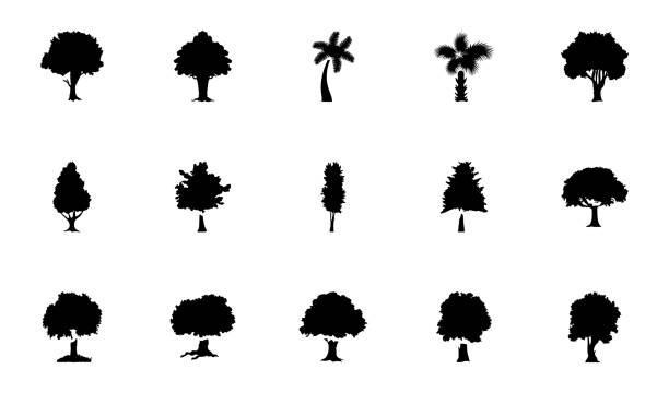 Trees Glyph Vector Icons Pack These glyph vector icons represent trees. The pack has wide range of trees and greenery which are perfect to be used in related projects. cottonwood tree stock illustrations