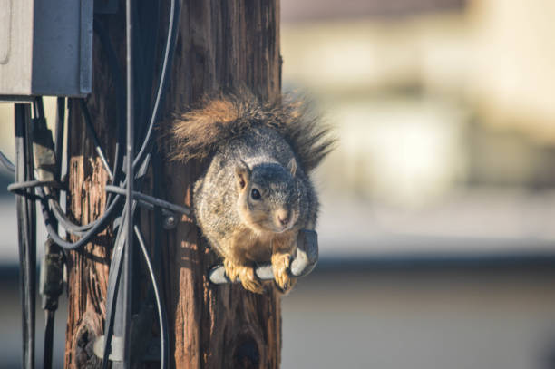 istock Squirrel runs amok on telephone pole and garage 999571494