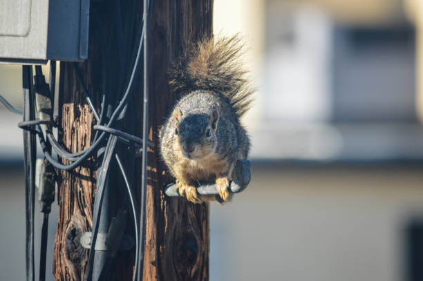 istock Squirrel runs amok on telephone pole and garage 999571496