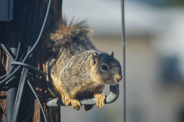 Squirrel runs amok on telephone pole and garage Squirrel runs amok on telephone pole and garage utility pole with power lines close up stock pictures, royalty-free photos & images