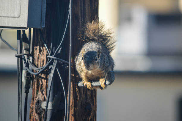 istock Squirrel runs amok on telephone pole and garage 999571520