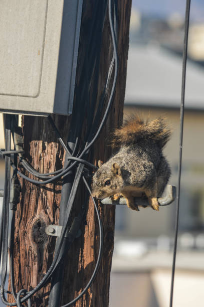 istock Squirrel runs amok on telephone pole and garage 999571576
