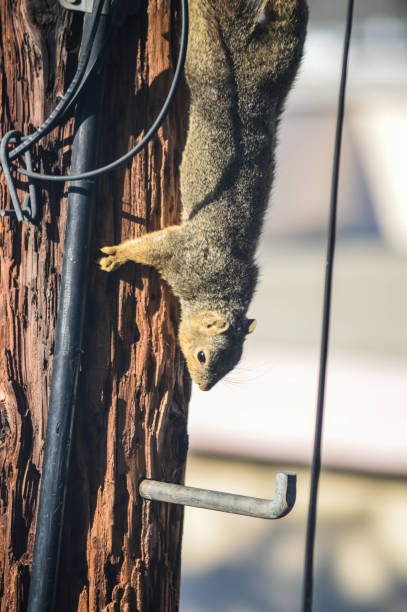 istock Squirrel runs amok on telephone pole and garage 999571590