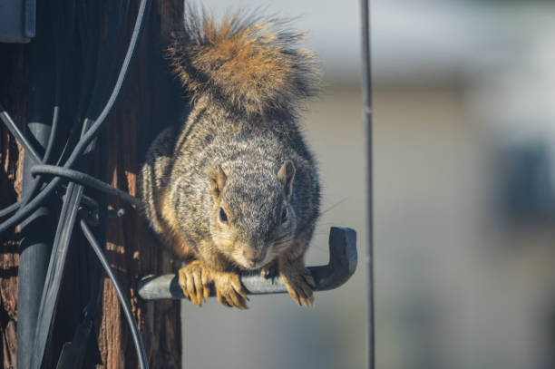 istock Squirrel runs amok on telephone pole and garage 999571598