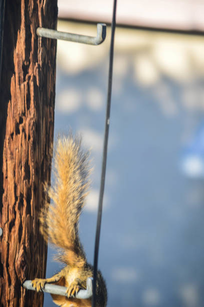 Squirrel runs amok on telephone pole and garage Squirrel runs amok on telephone pole and garage utility pole with power lines close up stock pictures, royalty-free photos & images