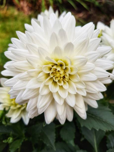 istock Flowering Dahlias 999581530