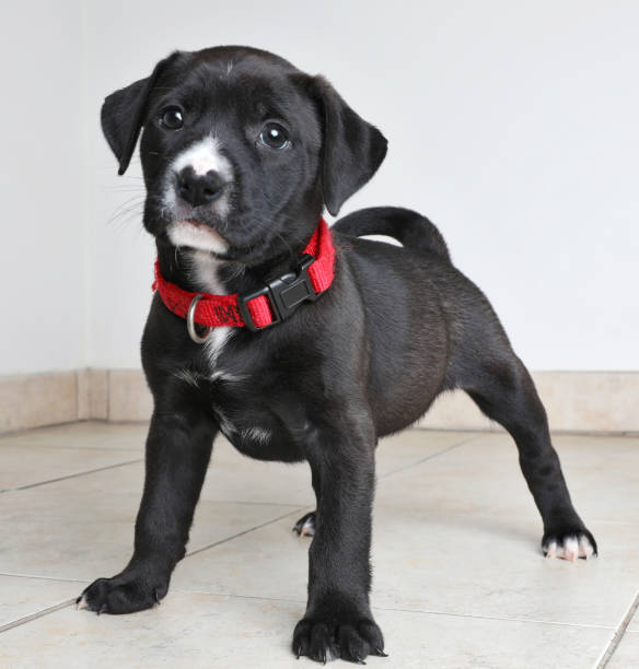 labrador retriever welpe hund angenommen werden in der hoffnung - welpe fotos stock-fotos und bilder