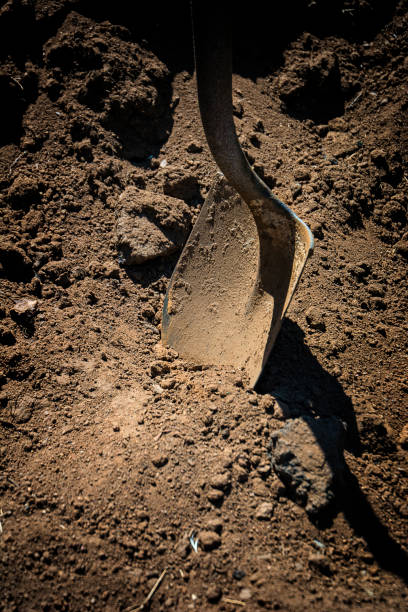 Home gardening: overhead view of a gardening shovel with dirt isolated on white isolated on white background. The composition is at the left of an horizontal frame leaving useful copy space for text and/or logo at the right.