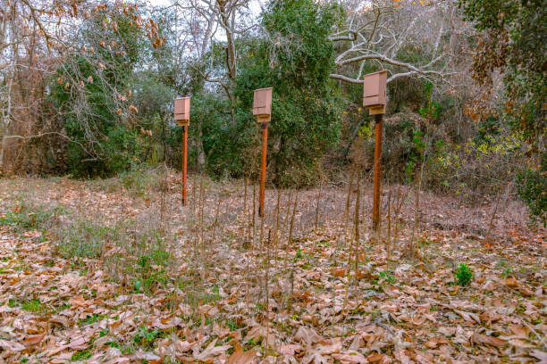 istock Three bat boxes in the woods by oak trees 999597358