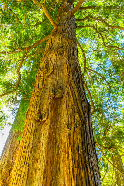 istock Coast Redwood Very Tall Tree Sequoia Sempervirens 999609576
