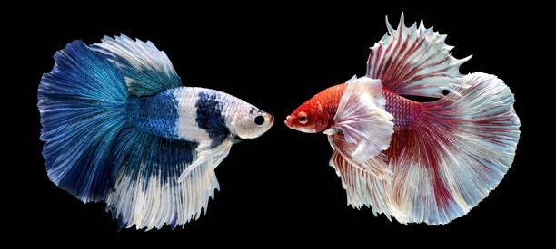 istock Fish fighting, beautiful fish, colorful fish fighting Siam, on a black background. 999615002