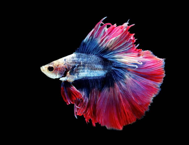 istock Fish fighting, beautiful fish, colorful fish fighting Siam, on a black background. 999615004
