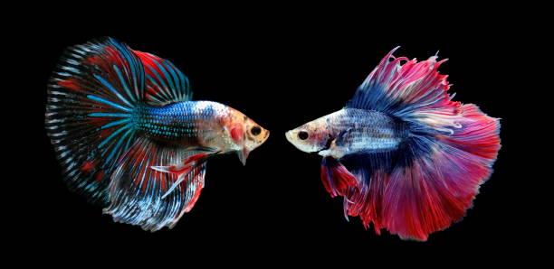 istock Fish fighting, beautiful fish, colorful fish fighting Siam, on a black background. 999615134