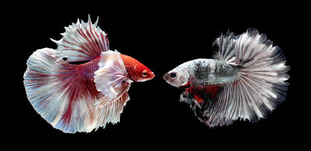 istock Fish fighting, beautiful fish, colorful fish fighting Siam, on a black background. 999615148