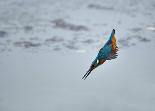 istock The kingfisher who steeply falls 999618908