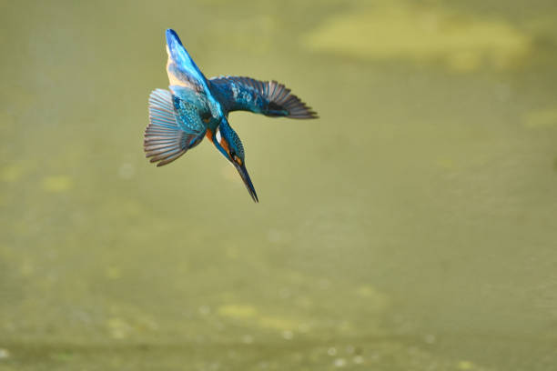 зимородок, который круто падает - animals hunting kingfisher animal bird стоковые фото и изображения