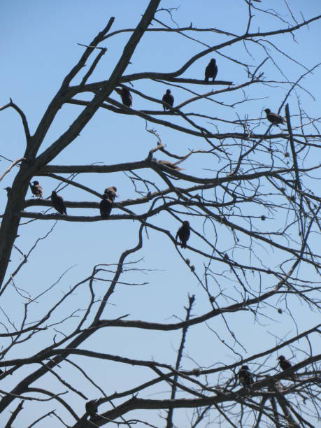 istock Flock Of Small Birds Sitting In Bare Tree 999628566