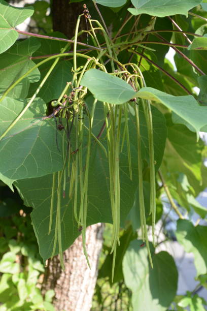 istock Yellow catalpa fruits(seeds) 999640426