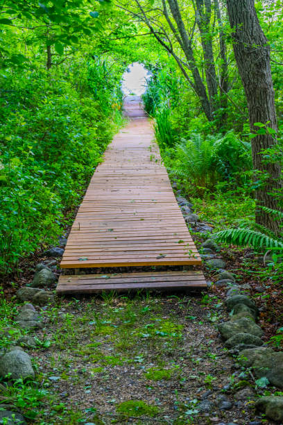 istock Beach Ocean Path Boardwalk Forest Trees Padanaram Dartmouth Massachusetts 999640878