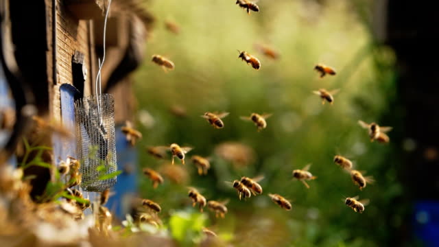 Honey Bees flying around Beehive in meadow,Slow motion