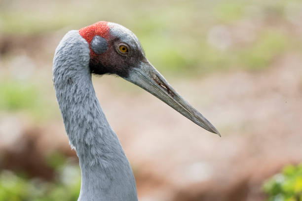 Brolga Brolga (Grus rubicunda) brolga stock pictures, royalty-free photos & images