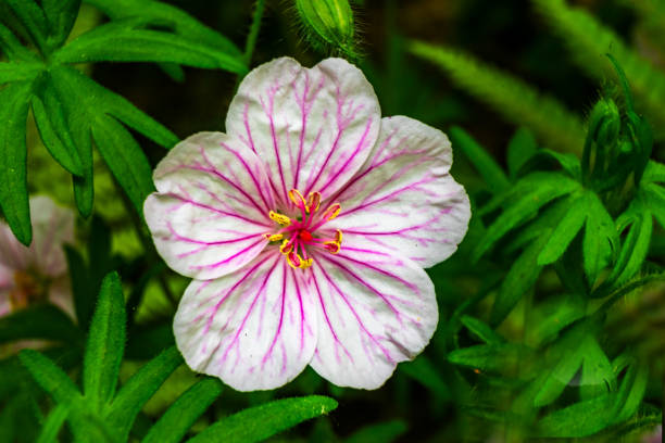 istock White Pink Geranium Green Leaves 999672318