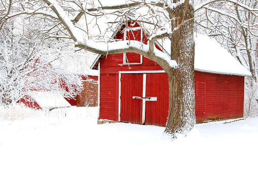 Scenic view with red barn in the cowered by fresh snow wood. Agriculture, farming and rural life at winter background.