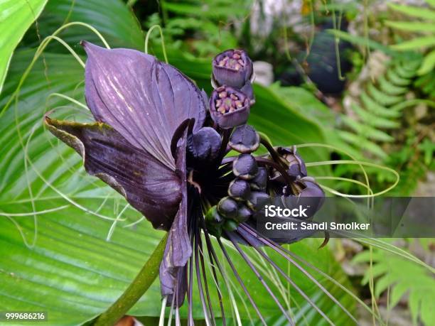 Foto de Negra Flor De Morcego e mais fotos de stock de Flor-do-diabo - Flor-do-diabo,  Bigode de animal, Cabeça da flor - iStock