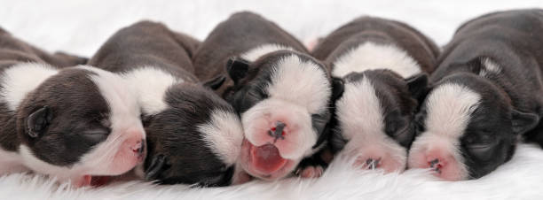 istock puppy dog just born ,lovely dog. 999687452