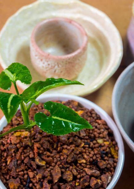 istock Syngonium growing in the small ceramic pot 999688516