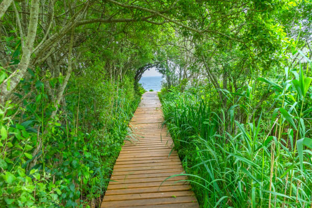 Beach Ocean Path Boardwalk Forest Green Trees Padanaram Dartmouth Massachusetts Atlantic Ocean