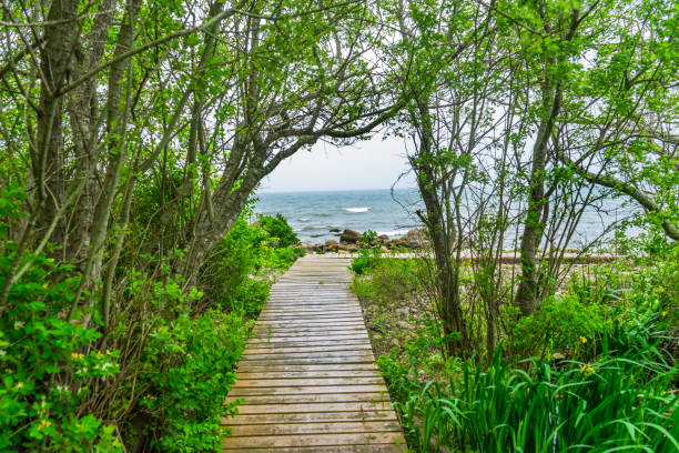 Wooden boardwalk through marram grass on coastal footpath