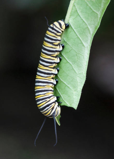 istock Monarch Caterpillar Nibbling on a Green Leaf 999696296