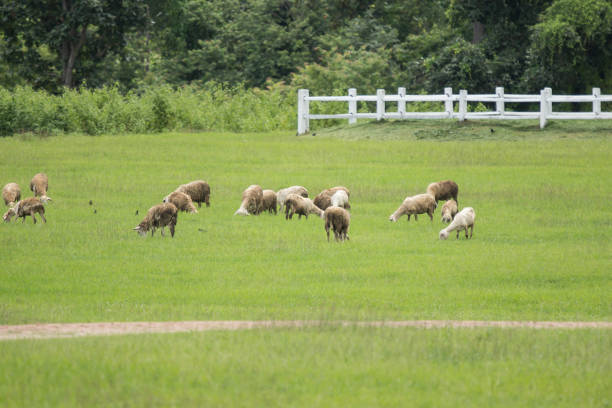 istock sheep in farm with green field 999701048
