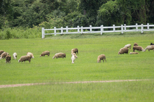 istock sheep in farm with green field 999701166