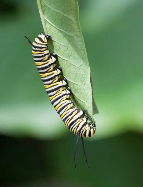 istock Monarch Caterpillar Feeding on Garden Leaf 999701324
