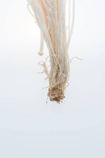 istock Golden needle mushroom on white background 999701838