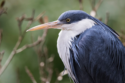 Heron foot (Ardea picata)