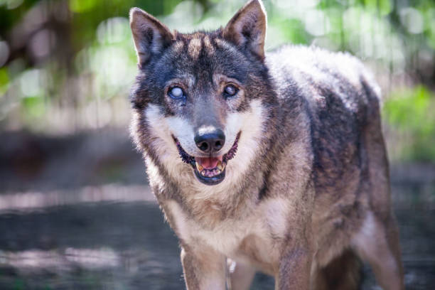 istock Portrait of a wolf in a forest 999745636