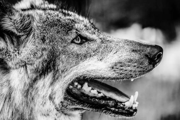 istock Black and white portrait of a wolf 999745640
