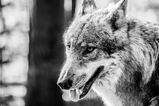 istock Black and white portrait of a wolf 999745654