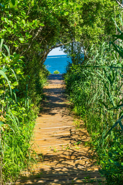 A wooden walkway leads through the tall dune grass to the sandy ocean beach beyond.
