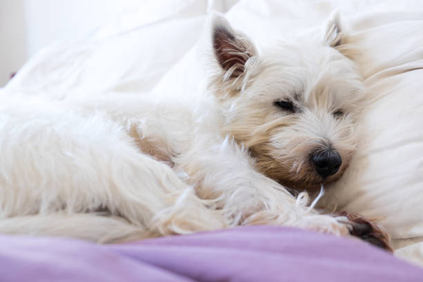 pet дружественное размещение: запад высокогорья белый терьер вести собака спит на подушках и одеяло - manchester united fc стоковые фото и изображения